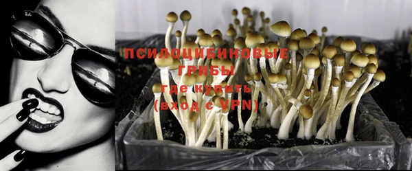 прущие грибы Богородицк