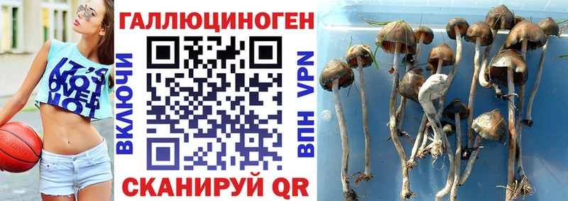 Псилоцибиновые грибы GOLDEN TEACHER  Луховицы 